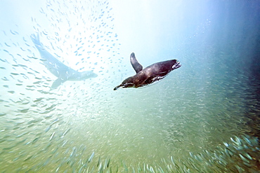 Galapagos penguin (Spheniscus mendiculus) feeding underwater on small baitfish in the Galapagos Island Archipelago, Ecuador