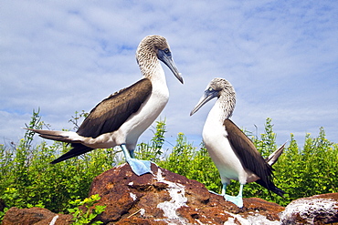 Blue-footed booby (Sula nebouxii) courtship behavior in the Galapagos Island Archipelago, Ecuador