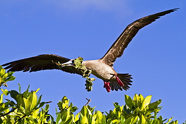 Adult red-footed  booby (Sula sula) returning to the nest site with nest building material in the Galapagos Island Archipelago, Ecuador