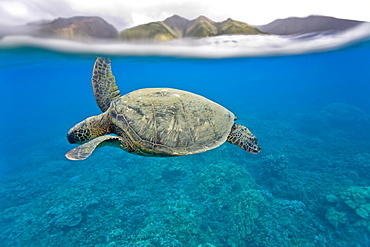 Green sea turtle (Chelonia mydas) off Olowalu Reef on the west side of the island of Maui, Hawaii, USA.