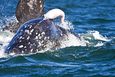 California Gray Whale (Eschrichtius robustus) in San Ignacio Lagoon on the Pacific side of the Baja Peninsula, Baja California Sur, Mexico