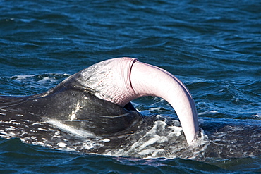 California Gray Whale (Eschrichtius robustus) in San Ignacio Lagoon on the Pacific side of the Baja Peninsula, Baja California Sur, Mexico