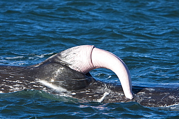 California Gray Whale (Eschrichtius robustus) in San Ignacio Lagoon on the Pacific side of the Baja Peninsula, Baja California Sur, Mexico