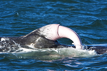 California Gray Whale (Eschrichtius robustus) in San Ignacio Lagoon on the Pacific side of the Baja Peninsula, Baja California Sur, Mexico