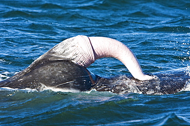 California Gray Whale (Eschrichtius robustus) in San Ignacio Lagoon on the Pacific side of the Baja Peninsula, Baja California Sur, Mexico