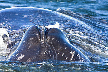 California Gray Whale (Eschrichtius robustus) in San Ignacio Lagoon on the Pacific side of the Baja Peninsula, Baja California Sur, Mexico