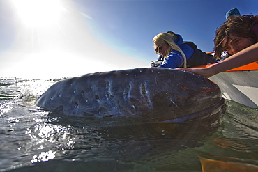 California Gray Whale (Eschrichtius robustus) in San Ignacio Lagoon on the Pacific side of the Baja Peninsula, Baja California Sur, Mexico