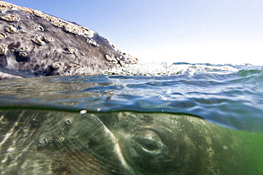 California Gray Whale (Eschrichtius robustus) in San Ignacio Lagoon on the Pacific side of the Baja Peninsula, Baja California Sur, Mexico