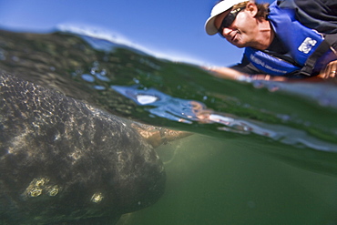 California Gray Whale (Eschrichtius robustus) in San Ignacio Lagoon on the Pacific side of the Baja Peninsula, Baja California Sur, Mexico