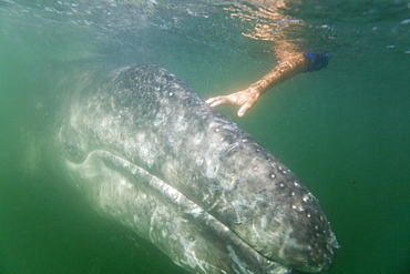 California Gray Whale (Eschrichtius robustus) in San Ignacio Lagoon on the Pacific side of the Baja Peninsula, Baja California Sur, Mexico