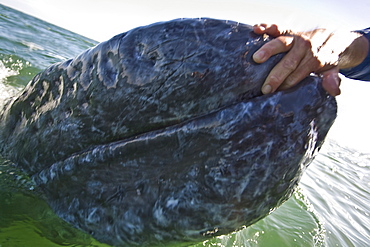 California Gray Whale (Eschrichtius robustus) in San Ignacio Lagoon on the Pacific side of the Baja Peninsula, Baja California Sur, Mexico