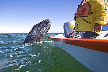 California Gray Whale (Eschrichtius robustus) in San Ignacio Lagoon on the Pacific side of the Baja Peninsula, Baja California Sur, Mexico