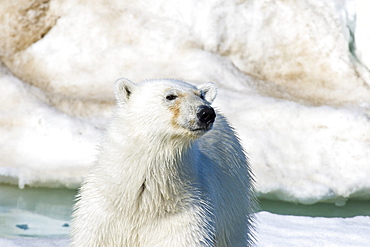 A young polar bear (Ursus maritimus) on multi-year ice floes in the Barents Sea off the eastern coast of EdgeØya (Edge Island) in the Svalbard Archipelago, Norway.