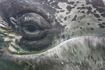 California Gray Whale (Eschrichtius robustus) in San Ignacio Lagoon on the Pacific side of the Baja Peninsula, Baja California Sur, Mexico