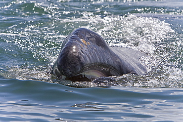 California Gray Whale (Eschrichtius robustus) in San Ignacio Lagoon on the Pacific side of the Baja Peninsula, Baja California Sur, Mexico