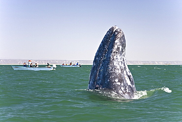 California Gray Whale (Eschrichtius robustus) in San Ignacio Lagoon on the Pacific side of the Baja Peninsula, Baja California Sur, Mexico