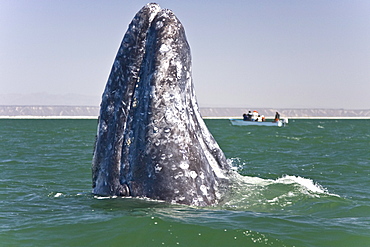 California Gray Whale (Eschrichtius robustus) in San Ignacio Lagoon on the Pacific side of the Baja Peninsula, Baja California Sur, Mexico