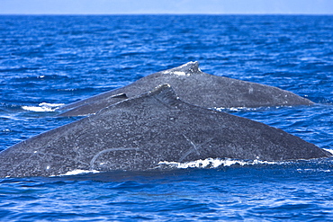 A rare sight as a Mother/calf/escort humpback whale (Megaptera novaeangliae) surface side-by-side in the AuAu Channel between Maui and Lanai, Hawaii, USA