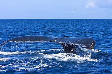 An adult humpback whale (Megaptera novaeangliae) fluke-up dive in the AuAu Channel between the islands of Maui and Lanai, Hawaii, USA