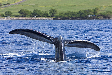 Humpback whale (Megaptera novaeangliae) fluke-up dive in the AuAu Channel between the islands of Maui and Lanai, Hawaii, USA