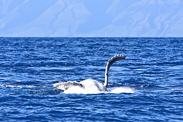 A humpback whale (Megaptera novaeangliae) calf breaching in the AuAu Channel between the islands of Maui and Lanai, Hawaii, USA