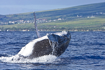 Humpback whale (Megaptera novaeangliae) in the AuAu Channel between the islands of Maui and Lanai, Hawaii, USA