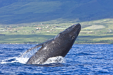 Humpback whale (Megaptera novaeangliae) in the AuAu Channel between the islands of Maui and Lanai, Hawaii, USA