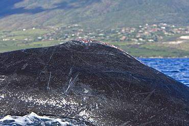 Humpback whale (Megaptera novaeangliae) in the AuAu Channel between the islands of Maui and Lanai, Hawaii, USA