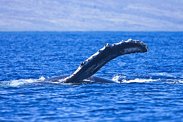 Humpback whale (Megaptera novaeangliae) in the AuAu Channel between the islands of Maui and Lanai, Hawaii, USA