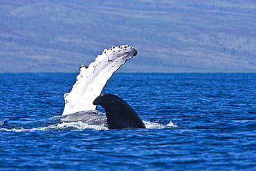 Humpback whale (Megaptera novaeangliae) in the AuAu Channel between the islands of Maui and Lanai, Hawaii, USA