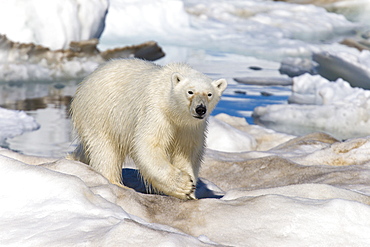 A young polar bear (Ursus maritimus) on multi-year ice floes in the Barents Sea off the eastern coast of EdgeØya (Edge Island) in the Svalbard Archipelago, Norway.