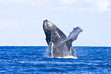 Humpback whale (Megaptera novaeangliae) in the AuAu Channel between the islands of Maui and Lanai, Hawaii, USA