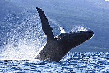 Humpback whale (Megaptera novaeangliae) in the AuAu Channel between the islands of Maui and Lanai, Hawaii, USA