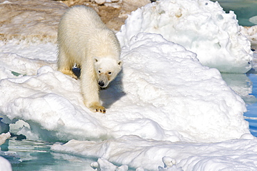 Polar bear (Ursus maritimus) on multi-year ice floes in the Barents Sea off the eastern coast of EdgeØya (Edge Island) in the Svalbard Archipelago, Norway.