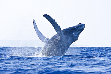 Humpback whale (Megaptera novaeangliae) in the AuAu Channel between the islands of Maui and Lanai, Hawaii, USA