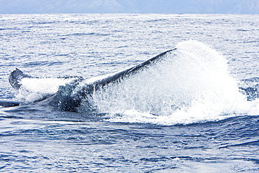 Humpback whale (Megaptera novaeangliae) in the AuAu Channel between the islands of Maui and Lanai, Hawaii, USA