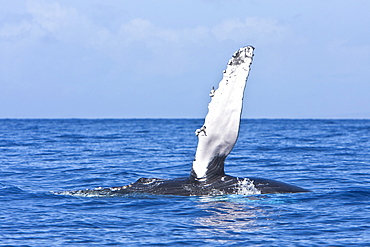 Humpback whale (Megaptera novaeangliae) in the AuAu Channel between the islands of Maui and Lanai, Hawaii, USA