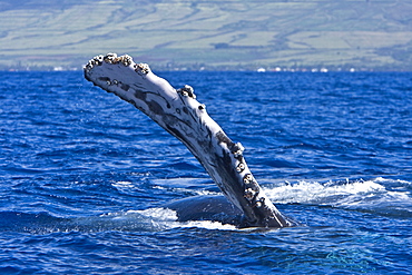 Humpback whale (Megaptera novaeangliae) in the AuAu Channel between the islands of Maui and Lanai, Hawaii, USA