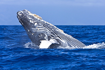 Humpback whale (Megaptera novaeangliae) in the AuAu Channel between the islands of Maui and Lanai, Hawaii, USA