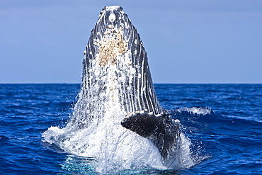 Humpback whale (Megaptera novaeangliae) in the AuAu Channel between the islands of Maui and Lanai, Hawaii, USA