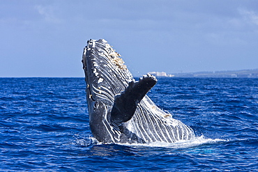 Humpback whale (Megaptera novaeangliae) in the AuAu Channel between the islands of Maui and Lanai, Hawaii, USA