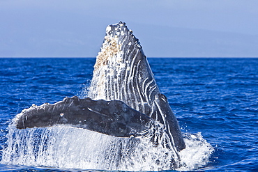 Humpback whale (Megaptera novaeangliae) in the AuAu Channel between the islands of Maui and Lanai, Hawaii, USA