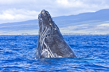 Humpback whale (Megaptera novaeangliae) in the AuAu Channel between the islands of Maui and Lanai, Hawaii, USA