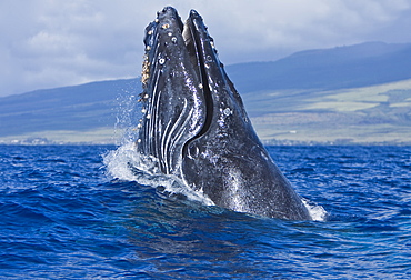 Humpback whale (Megaptera novaeangliae) in the AuAu Channel between the islands of Maui and Lanai, Hawaii, USA