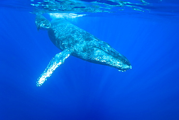 Humpback whale (Megaptera novaeangliae) underwater in the AuAu Channel between the islands of Maui and Lanai, Hawaii, USA