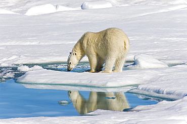 Adult polar bear (Ursus maritimus) reflected in melt water pool on multi-year ice floes in the Barents Sea off the eastern coast of EdgeØya (Edge Island) in the Svalbard Archipelago, Norway.