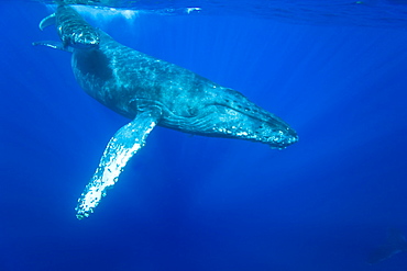 Humpback whale (Megaptera novaeangliae) underwater in the AuAu Channel between the islands of Maui and Lanai, Hawaii, USA