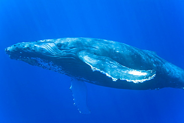 Humpback whale (Megaptera novaeangliae) underwater in the AuAu Channel between the islands of Maui and Lanai, Hawaii, USA