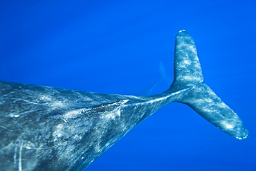 Humpback whale (Megaptera novaeangliae) underwater in the AuAu Channel between the islands of Maui and Lanai, Hawaii, USA