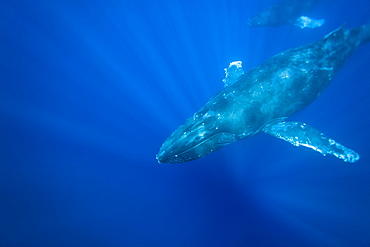 Humpback whale (Megaptera novaeangliae) underwater in the AuAu Channel between the islands of Maui and Lanai, Hawaii, USA